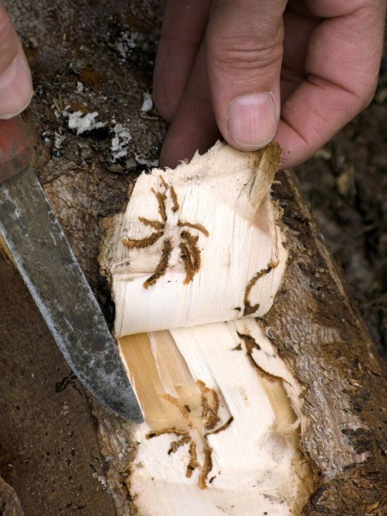 Slå ut barkborrens luktsinne lönar sig