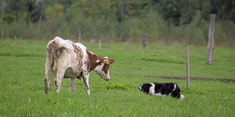 Så hittar du rätt hund