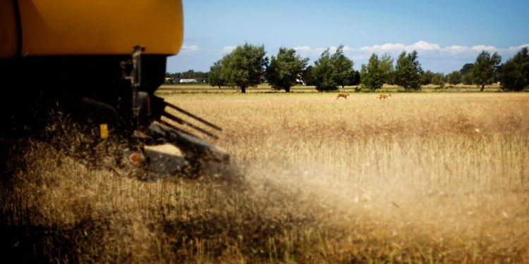 Läge att prissäkra delar av rapsskörden