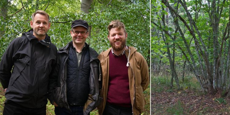 Brott och prygling i nytt avsnitt av ATL:s trädpodd