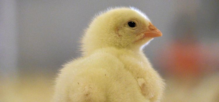 Vaccinfrågan splittrar fjäderfäbranschen