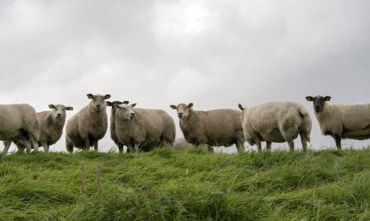 Vargen slår till i Danmark