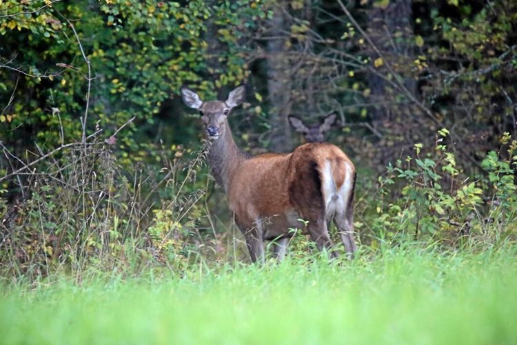 ”Allt blir tuggat”