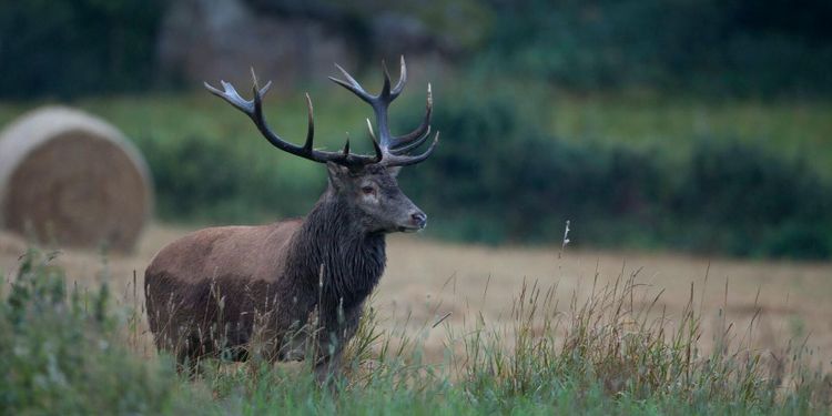 Mindre byråkrati – bättre jakt