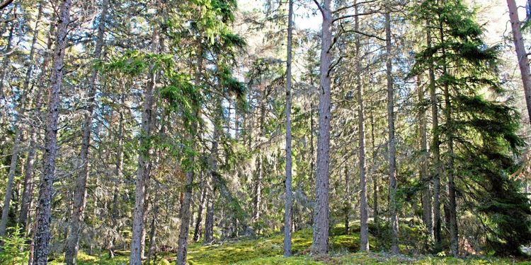 Delningen av Bergvik skapar ”spekulations-VM”