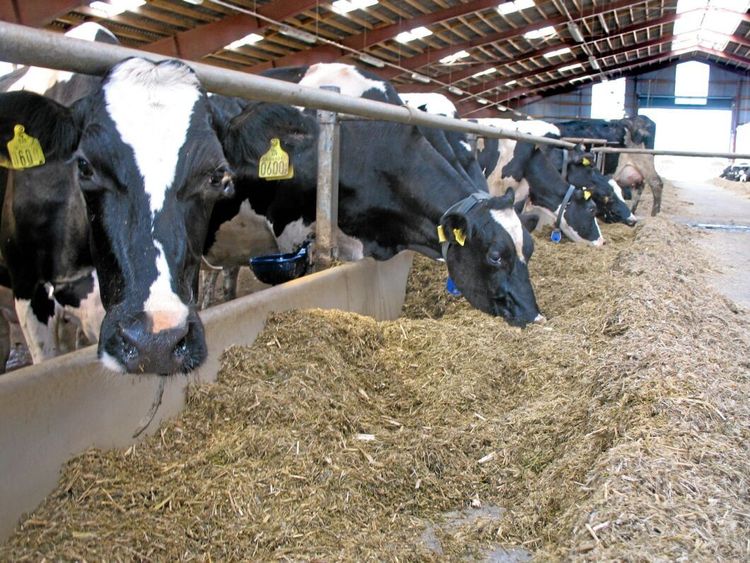 "Fel att kalla kossan klimatbov"