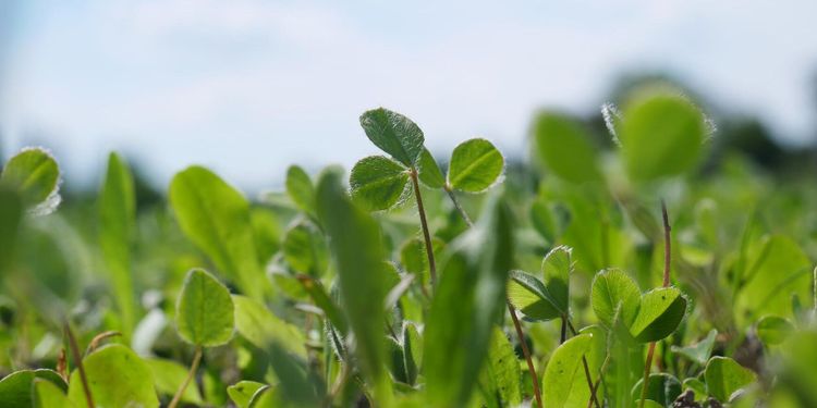 ”Mer baljväxter lyfter ekoodlingen”