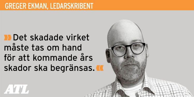 Granbarkborrarna måste bekämpas