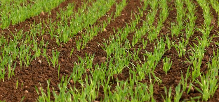 Stark skördefinal bäddar för sådd