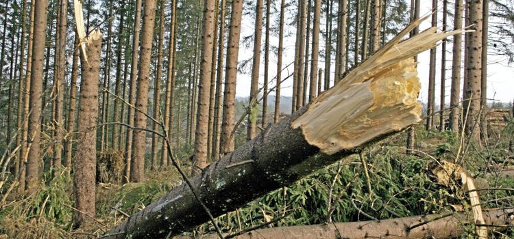 Prisfall på bostäder kan drabba skogen