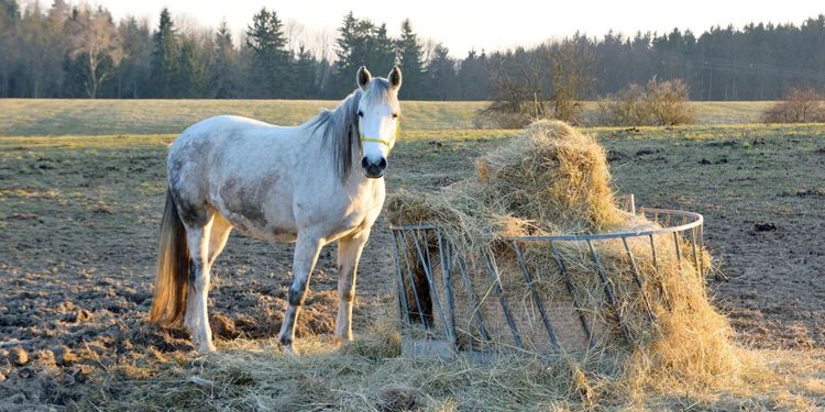Import av hö läggs på is