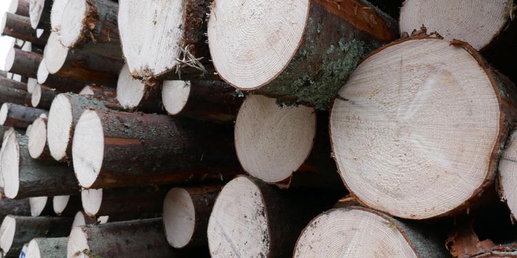 Uppåt för virket - utom i norr