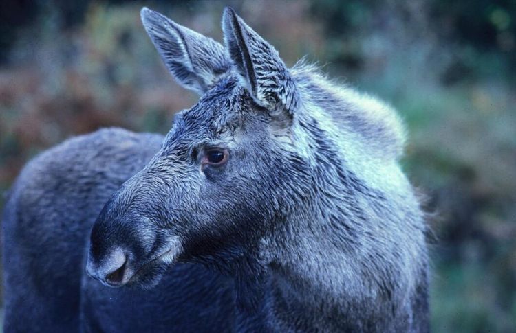 Nu ska drönare jaga älg