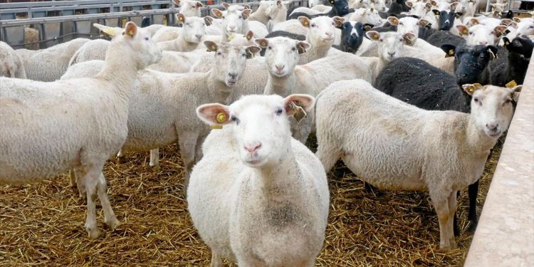 ATL TV: Svensk ull allt hetare i modebranschen