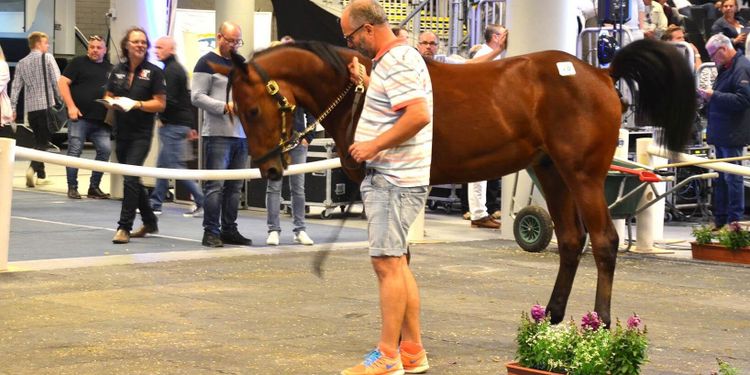 Medelpriset steg med 12 procent