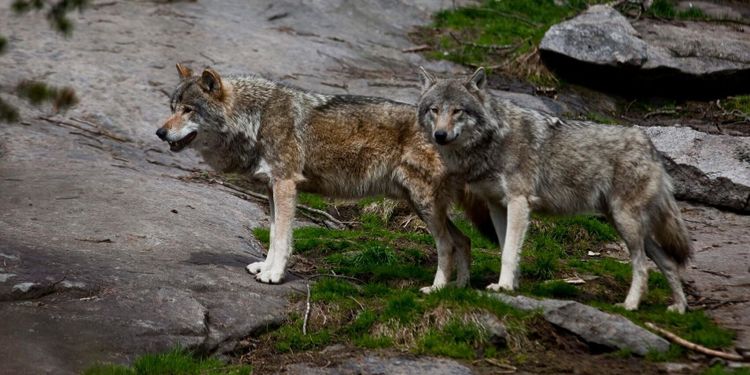 ”Sätt en maxnivå för vargstammen”
