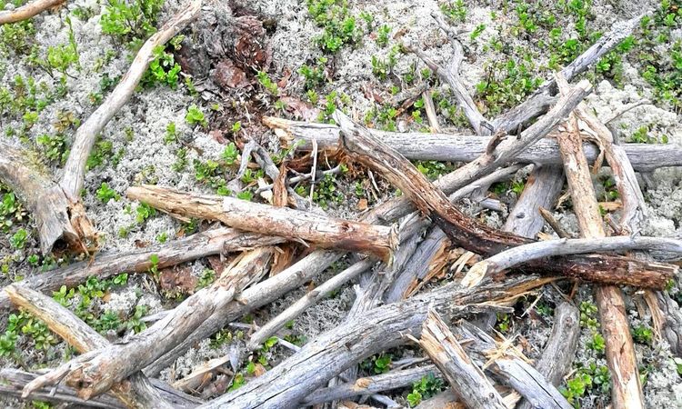 Mer död ved - färre skadeinsekter