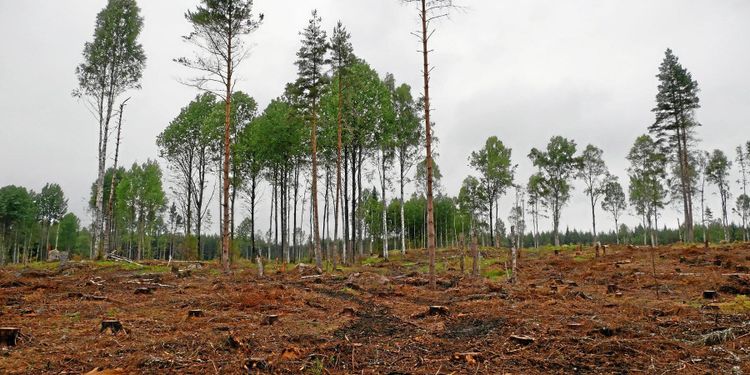 Sveaskogs slutavverkningsskogar krymper snabbt