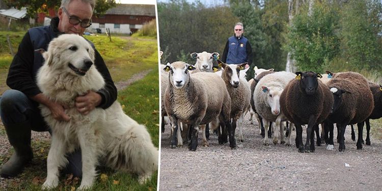 Här skyddar vakthundar fåren från rovdjur
