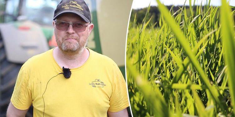 Han satsar på rörflen som energigröda