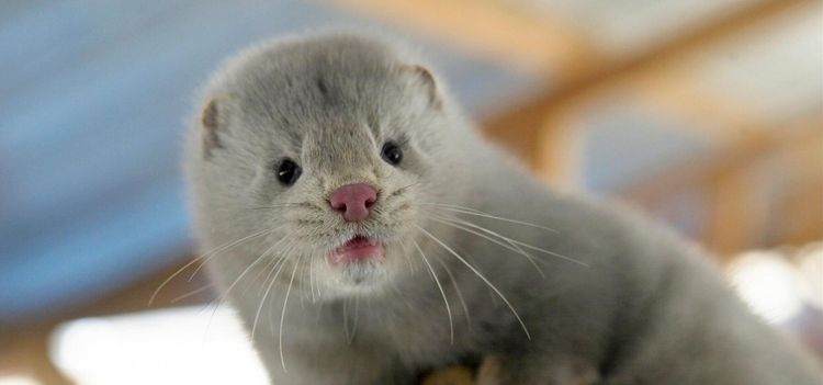Nekades tillstånd - vann i rätten