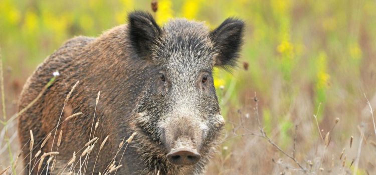Därför ska avskjutningen öka rejält