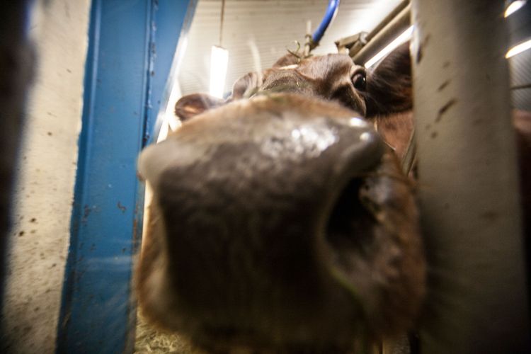 Flera minskar mjölkproduktionen för stöd