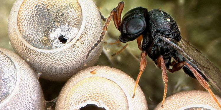 Samurajgeting nytt vapen mot fruktade skadeinsekten