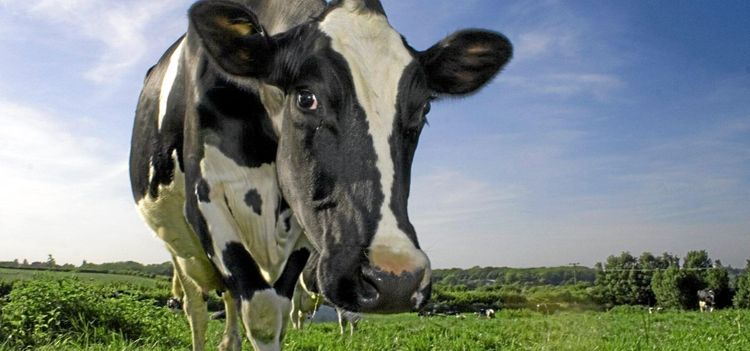 Annons om inhuman mjölkproduktion får klartecken