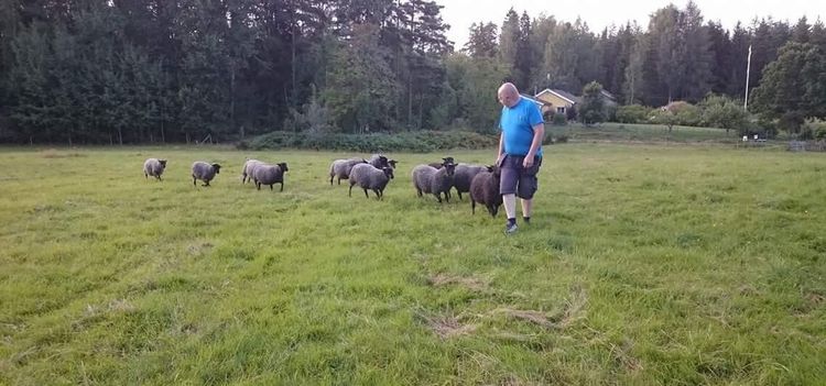 Missförstånd raserade fårdrift