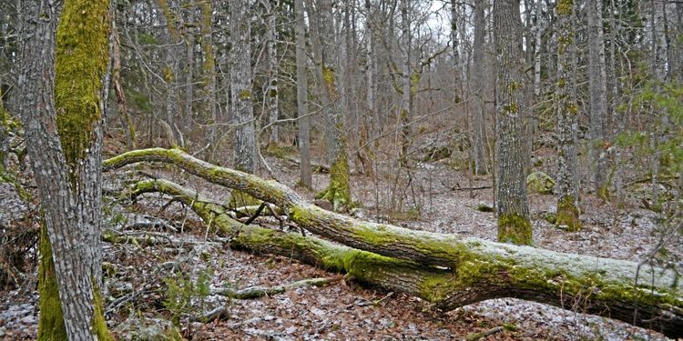 Minskad avverkning billigast