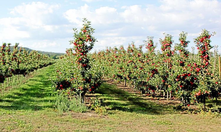Rekordskörd av svenska äpplen