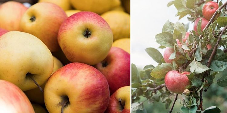 Sämre äppelskörd än väntat: ”Det är tufft”