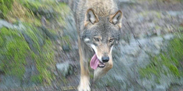 Varg skjuten i Skåne