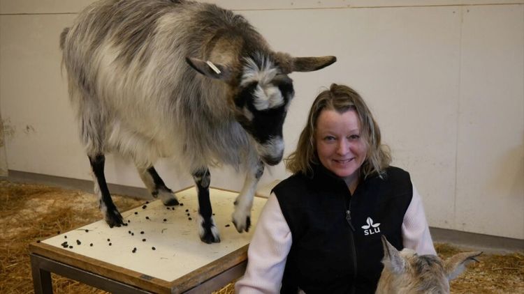 ATL TV: Hon testar chip i getmagen