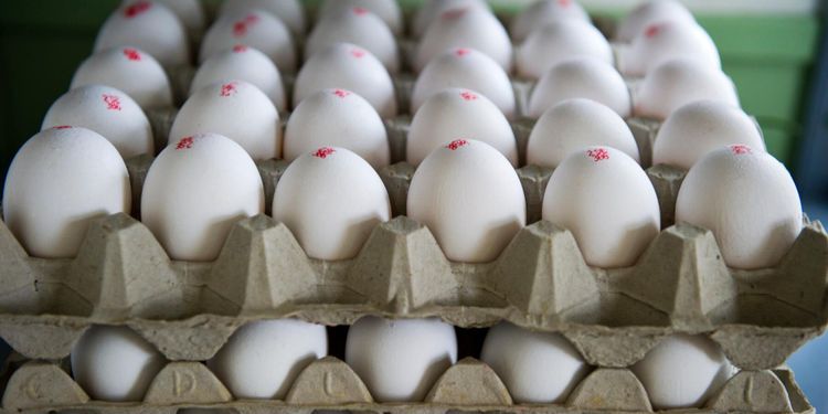Svensk äggmarknad spås ett turbulent år