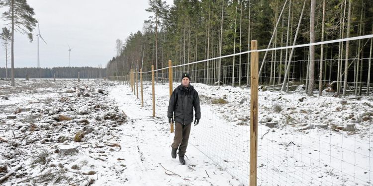 Hägn ska skydda tallodlingen