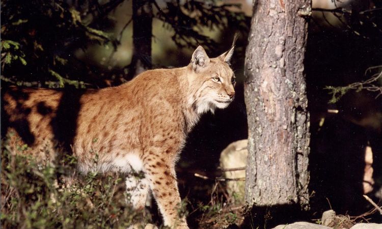 Lodjursjakten stoppad i fem län