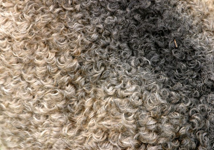 Gotländskt ulltvätteri startar i höst