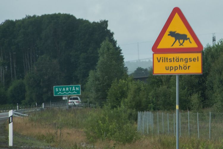 Sex miljarder behövs till nya viltstängsel