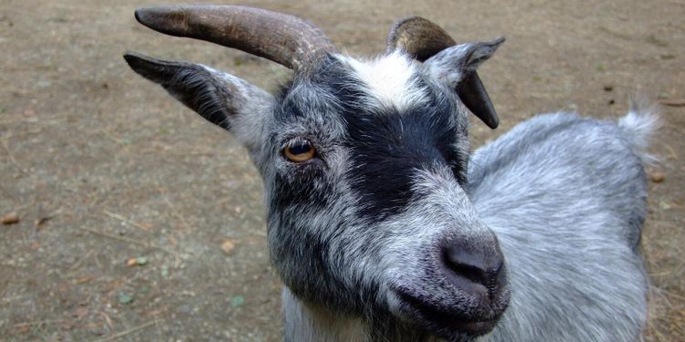 Getter stirrade genom fönster – måste flyttas