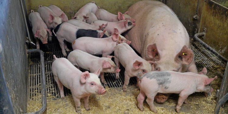 Fortsatt svindyrt med semintransporter i norr