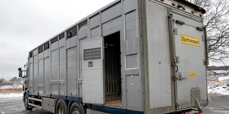Så ska HK Scan modernisera djurtransporterna