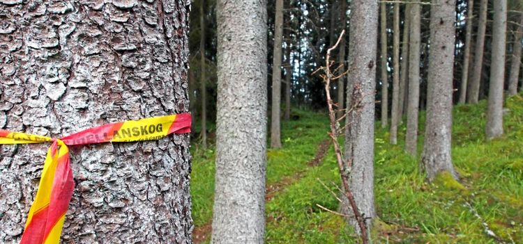 Mellanskog utreder avvikelse