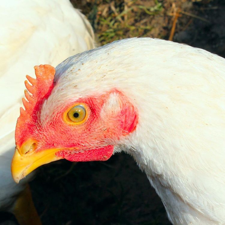 Kräver höjda äggpriser inom två veckor