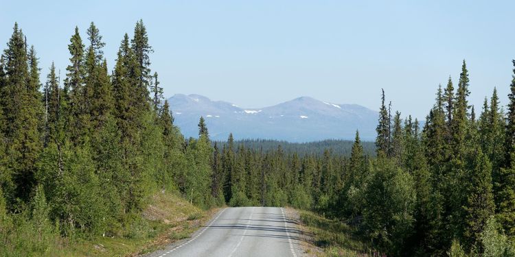 ”Onödig miljardrullning hotar för fjällnära skog”