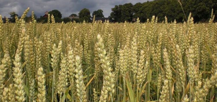 Lönsamt att ta makten över lantbrukets siffror