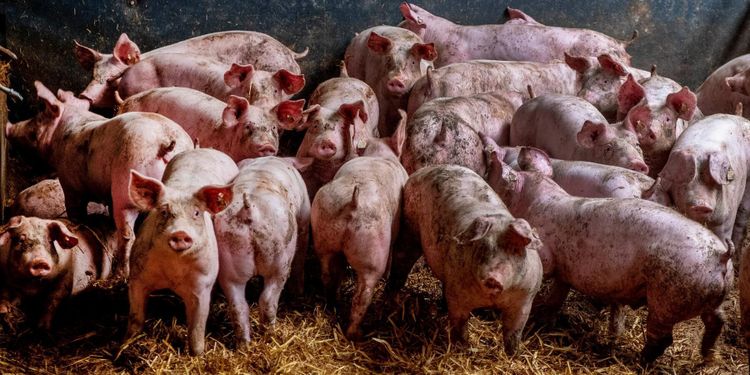 Grisbranschen på helspänn efter utbrott i Tyskland