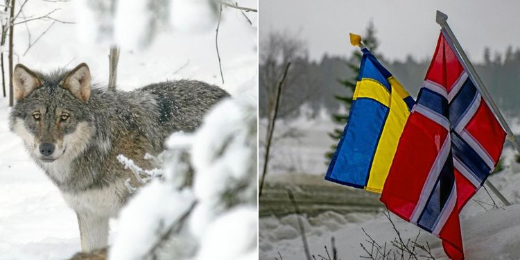 Mellanskog nobbar rovdjursprojekt