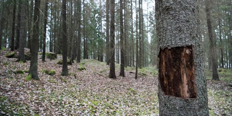 Sveriges grundlag väger tyngre än länsstyrelsens föreskrifter